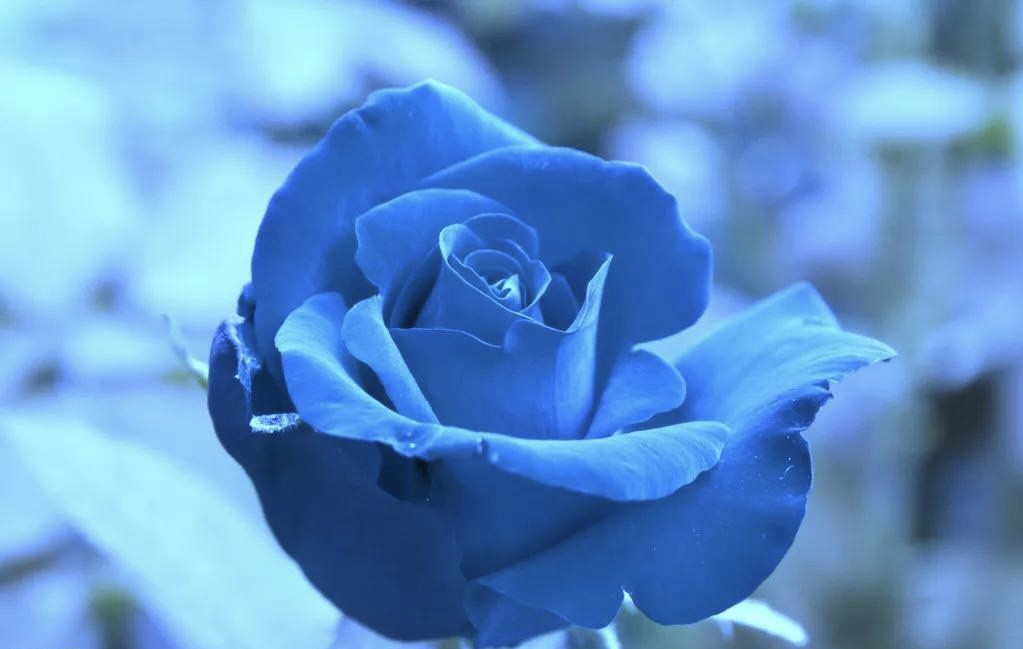 Blue Rose